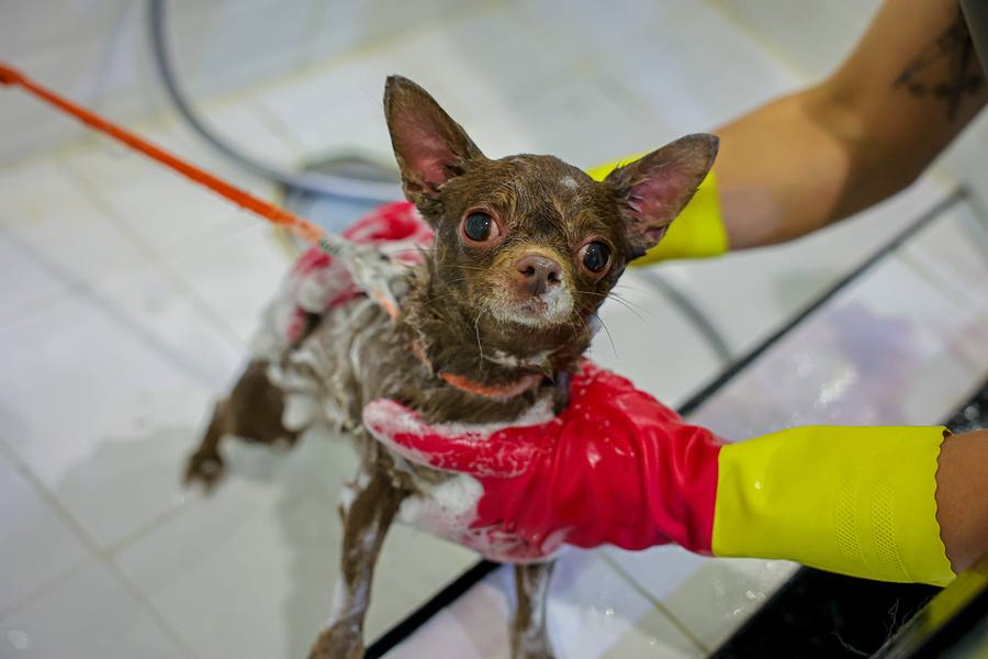 Grooming