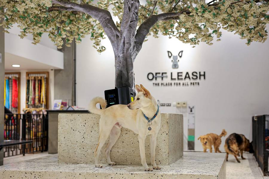 Large Dog Daycare