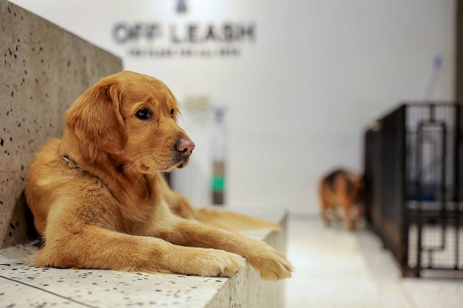 Large Dog Daycare
