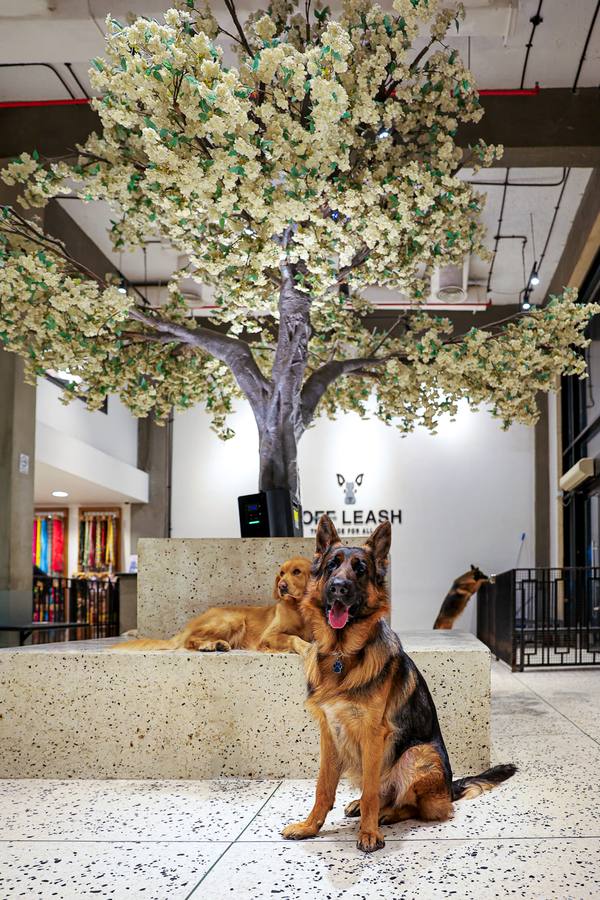 Large Dog Daycare