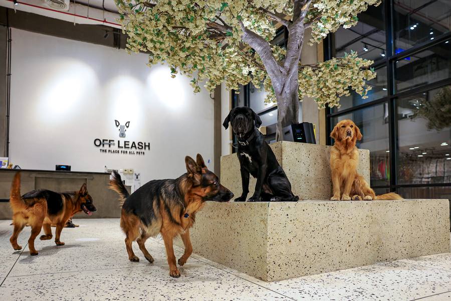 Large Dog Daycare
