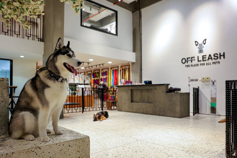 Large Dog Daycare