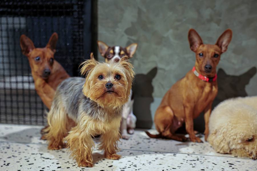 Small Dog Daycare