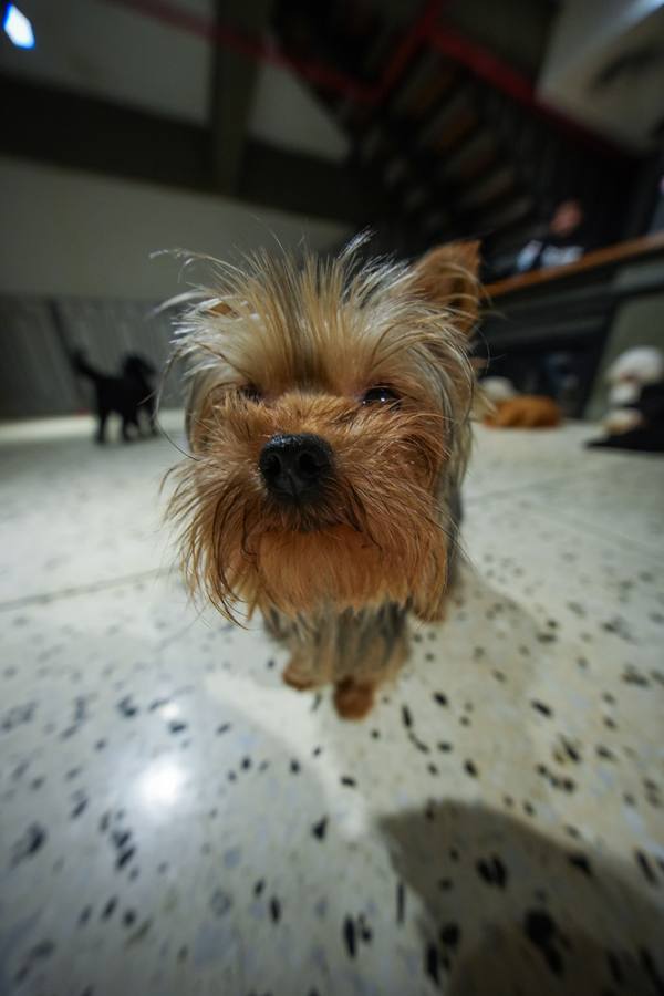 Small Dog Daycare