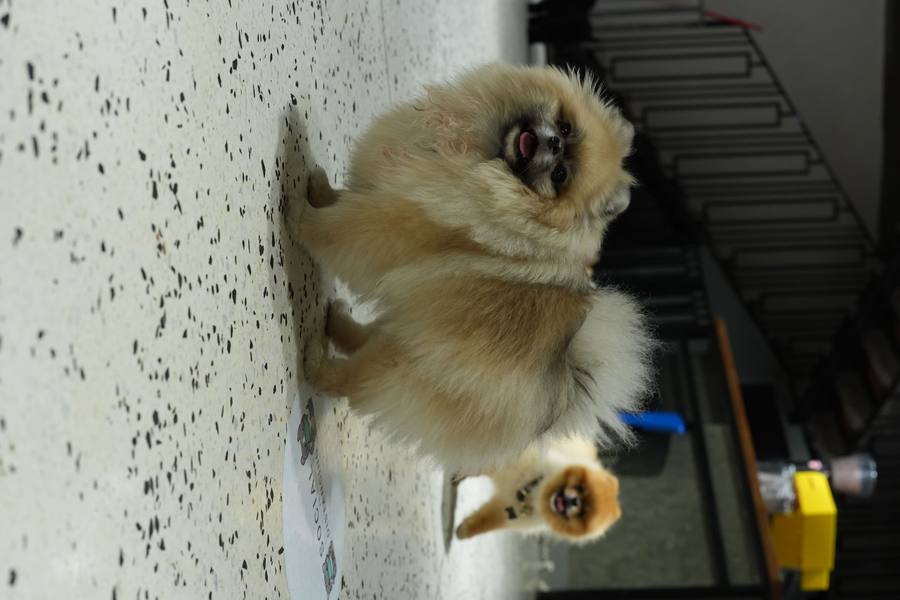 Small Dog Daycare