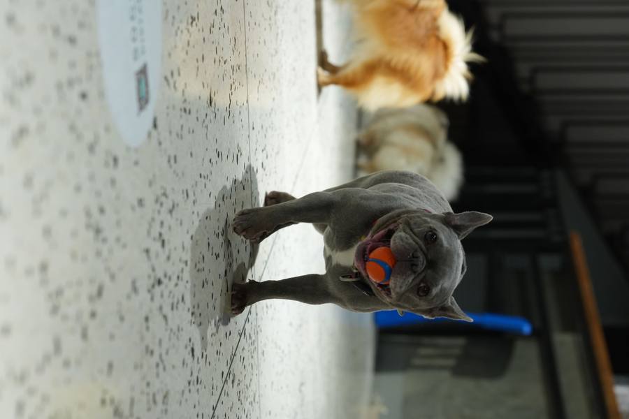 Small Dog Daycare
