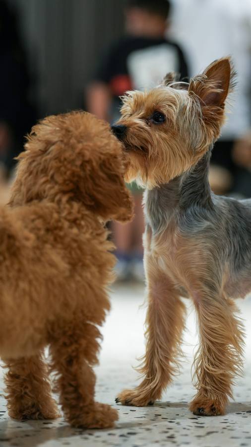 Small Dog Daycare