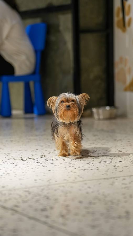 Small Dog Daycare