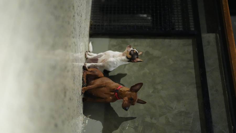 Small Dog Daycare